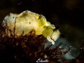 Groene zeewierslak, Elysia viridis 