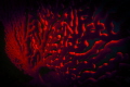 Sea Fan Maze 