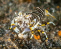 Bumblebee Shrimp!!! 