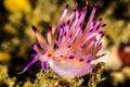 Flabellina 