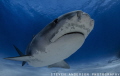 Tiger Tiger Tiger - Tiger Shark at Tiger Beach - Bahamas 