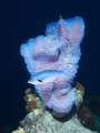 
Azure vase sponge - Callyspongia plicifera & Creolefish - Paranthias furcifer.  Picture taken on a Bonaire reef. 
