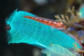 Common Ghostgoby in Bali 