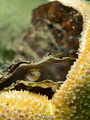 Blonde grondel, gobius negre hidding near a (gewone Zeester, asterias rubens) 