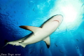 Exuma Cays Bahamas 