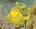 Peewee
Juvenile Longlure Frogfish
Antennarius multiocellatus
 