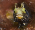 Curious blenny 