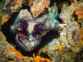 octoeyes 