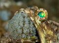 Banded jawfish 
Opistognathus macrognathus 