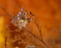 Noordelijke knuppelslak,eubranchus 