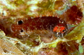 Starksia springeri Springer’s blenny  Shy Blenny Complex 
