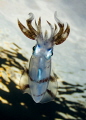 Reef squid at dusk 