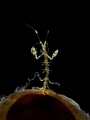 tiny skeleton shrimp 