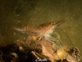 Just a shrimp (gewone steurgarnaal, palaemon serratus) 
