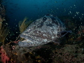 Make Room

Malabar Grouper - Epinephelus malabaricus

Sail Rock, Thailand 