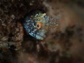 Roughhead Blenny, Acanthemblemaria aspera, Blue Heron Bridge, Florida 