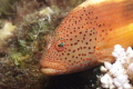 Portrait of a Blackspot hawkfish. Nikon D-70 w 60mm lens, 