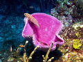 Sponge With Fish/Photographed at Costa Maya, Mexico. 