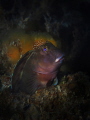 Molly Miller Blenny, Scartella cristata, Jupiter, Florida 