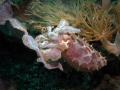 Broadclub Cuttlefish, Sepia latimanus, Tanjung Kubur, Lembeh Strait, Indonesia 