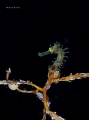 sea horse 