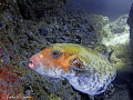 Blue-Spotted Puffer/Photographed with a Canon G11 at Suva, Fiji 