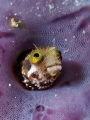 Spinyhead Blenny, Acanthemblemaria spinosa, Stevens Cay, U.S. Virgin Islands 