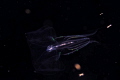 jelly fish 