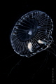 fish at home of a jelly fish 