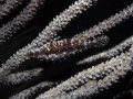 Slender Filefish, Stevens Cay, U.S. Virgin Islands 