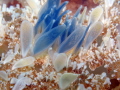 Upsidedown Jellyfish, Cassiopea  andromeda, Blue Heron Bridge, Florida 