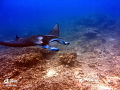 This manta is a resident manta here at Keahou Bay, Hawaii. I end only to take a few shots of her because I don't want to get tired of him as a subject. he is curious about me when I have my camera out and will circle me and check me out. 