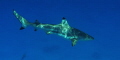 A black tip reef shark, in the crystal clear waters in Ant atoll, Pohnpei , Micronesia. 