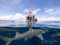 Diving off the coast of Jupiter, FL we were diving with a group of lemon sharks who followed us to the surface.  The seas were flat calm so decided to do some split shots of the sharks and boat. 