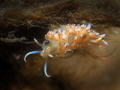 Nudibranch, Dondice occidentalis, Jupiter, Florida 