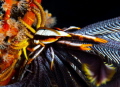 Squat Lobster 