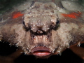 Batfish, Blue Heron Bridge, Florida 