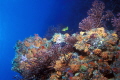 Coral Reef, Congo Cay, U.S. Virgin Islands 