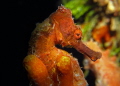 Longsnout Seahorse, Frederiksted Pier, St. Croix, U.S. Virgin Islands 