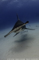 Hammerhead sharks are one of my favorite sharks to photograph .... love the angle they swim. 
