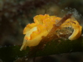 Sea Slug, Elysia Clarki, Rowells Park, Key Largo, Florida 