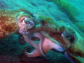 Broadclub Cuttlefish Mating, Lembeh, Indonesia 