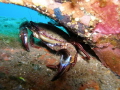 Swimmer Crab - Portunus pelagicus 