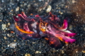 Flamboyant Cuttlefish!!! 
