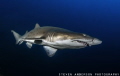 Sand Tiger Shark cruises at a slow pace by me during a dive on the wreck of the Aeolus off N. Carolina. 