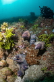 Moray eels. 