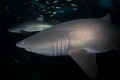 Sand tiger sharks on the Aeolus wreck, North Carolina 