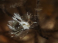 Lomanotus vermiformis Nudibranch, Blue Heron Bridge, Florida 
