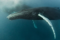 Humpback Whale 