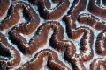 Brain coral/Photographed with a Canon 60 mm macro lens at Alor, Indonesia 